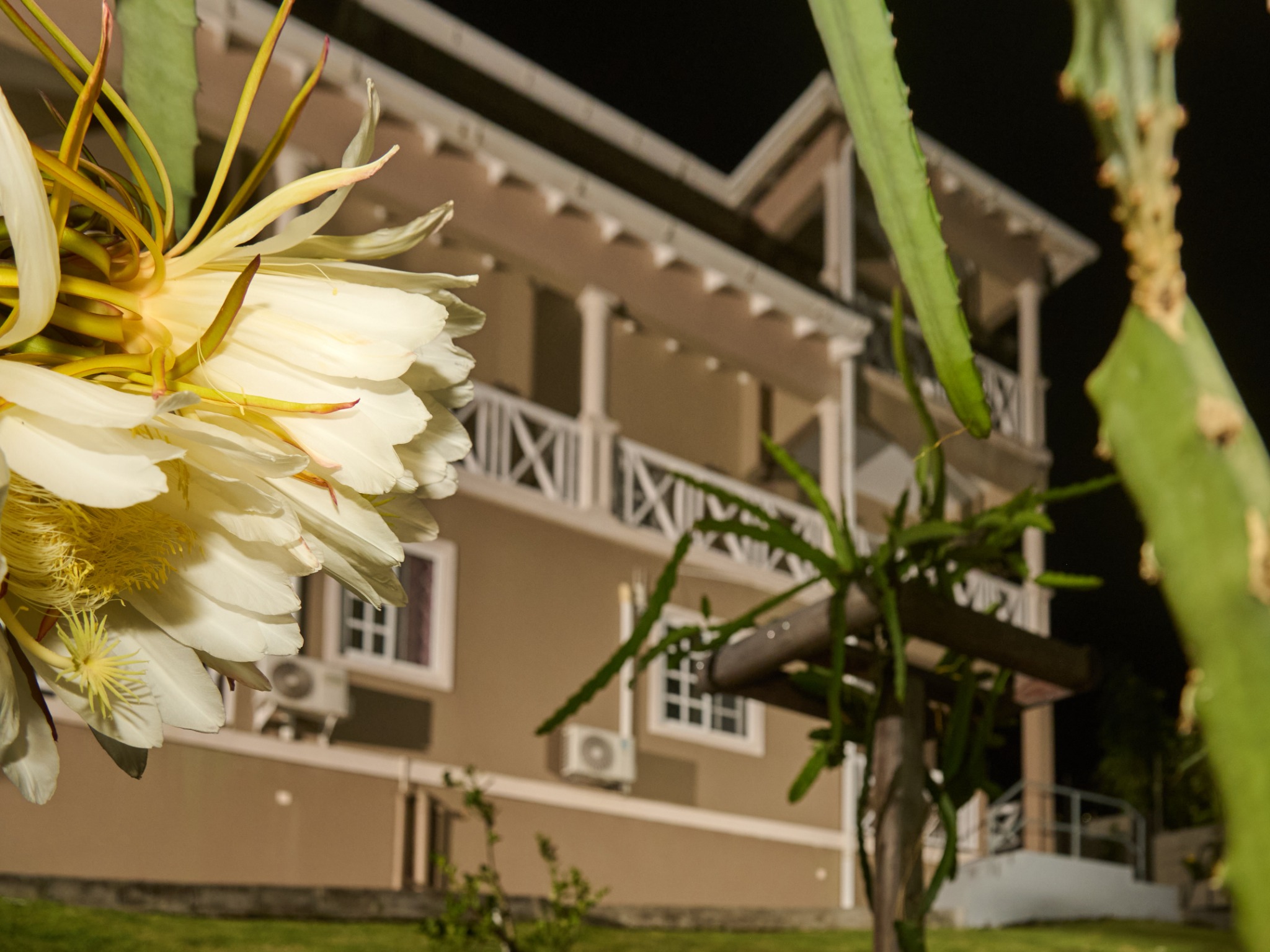 Dragon fruit flower growing in the garden at Pitaya Suites